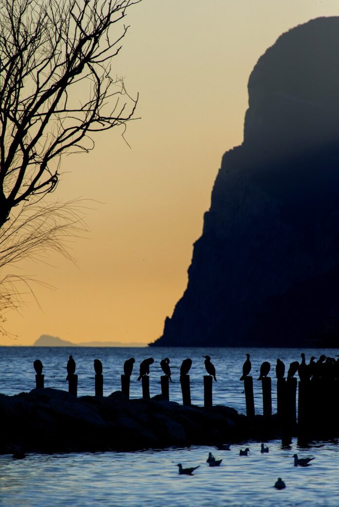 Cormorani e gabbiani comuni al Lago di Garda