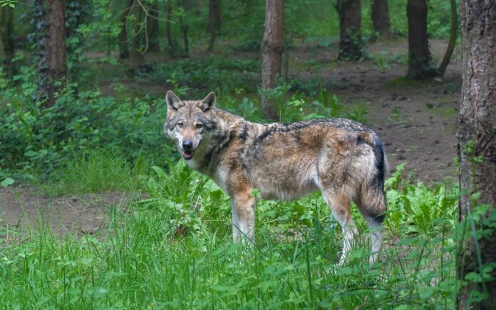 wolf-3585218_1280