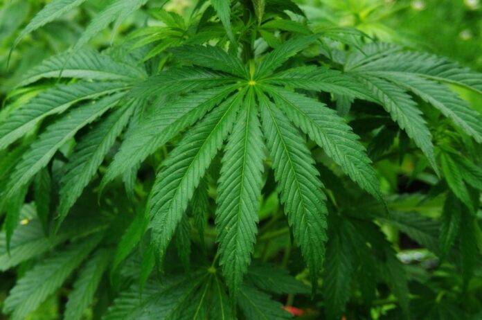 cannabis-sativa-plant