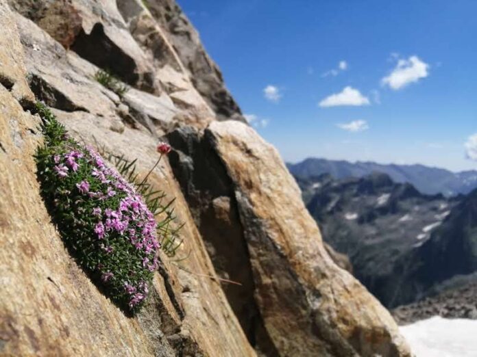 Silene acaulis
