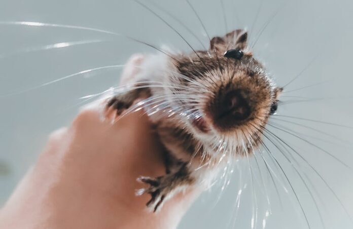 hand of a person holding a squirrel with long whiskers