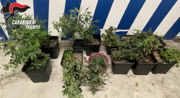 PIANTE MARIJUANA SEQUESTRATE 1