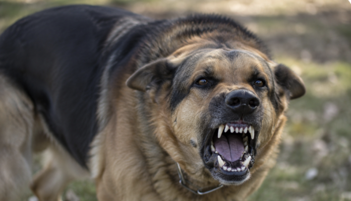 cane feroce
