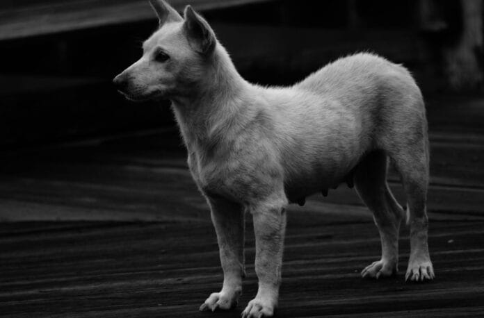 pexels-photo-12610741 black and white photo of a dog