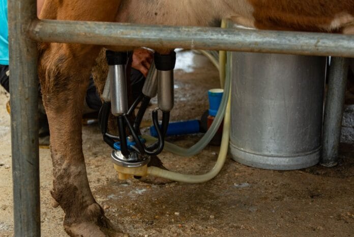 pexels-photo-15463497 close up on milking machine hooked to cows udders