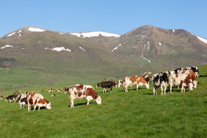 pexels-photo-17791310 cattle on grassland with hill behind